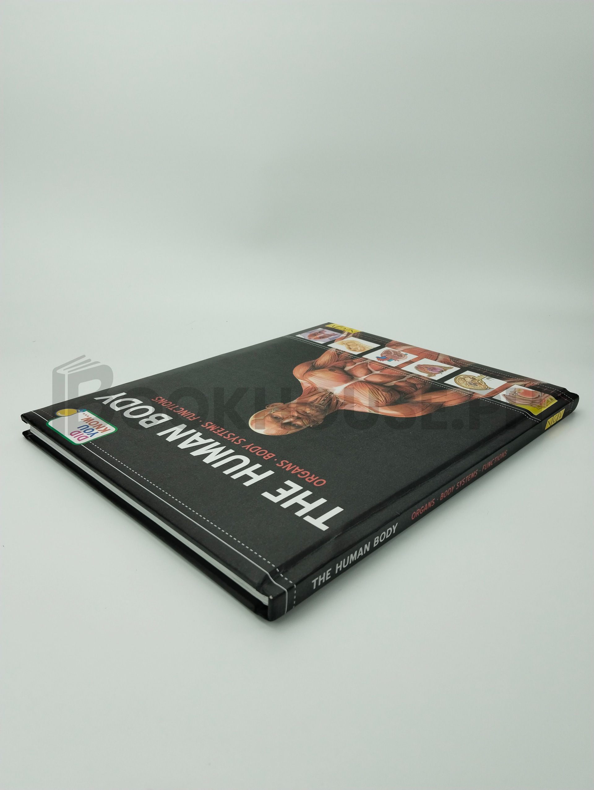 The Human Body Organs, Body System, Functions by Ngv - Image 2