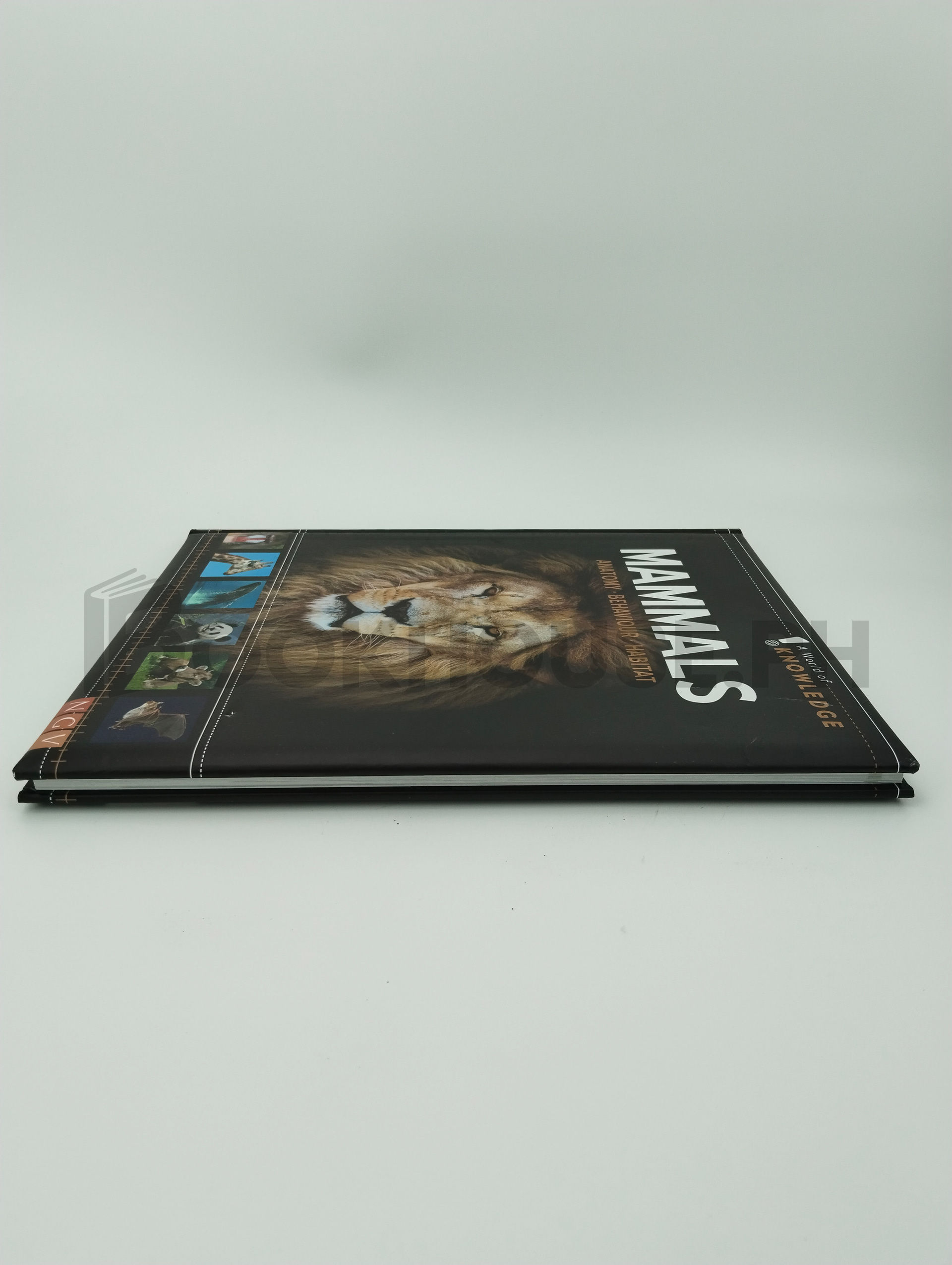 Mammals Anatomy, Behaviour, Habitat by Ngv - Image 4