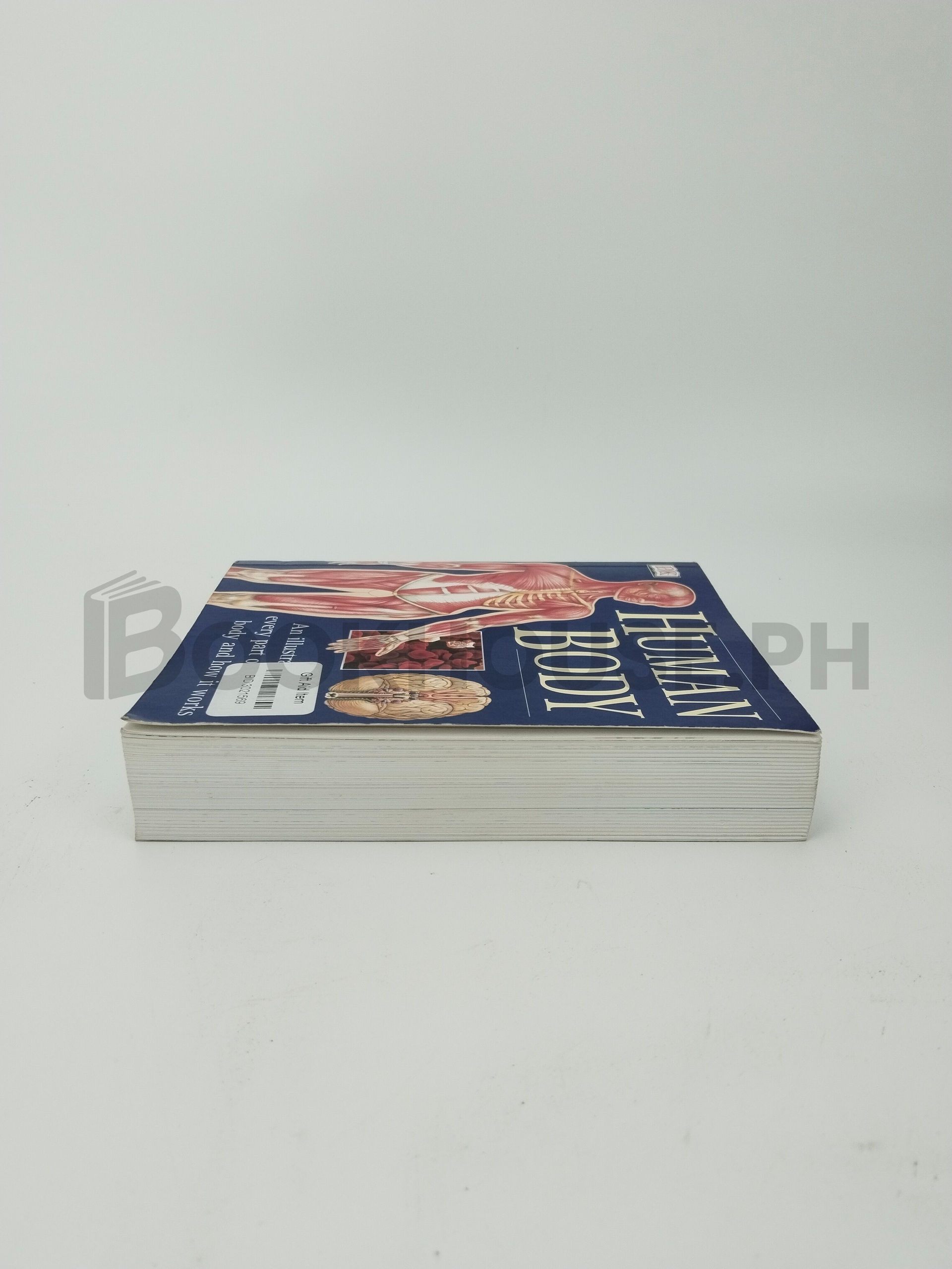 Human Body by Ann Baggaley - Image 4