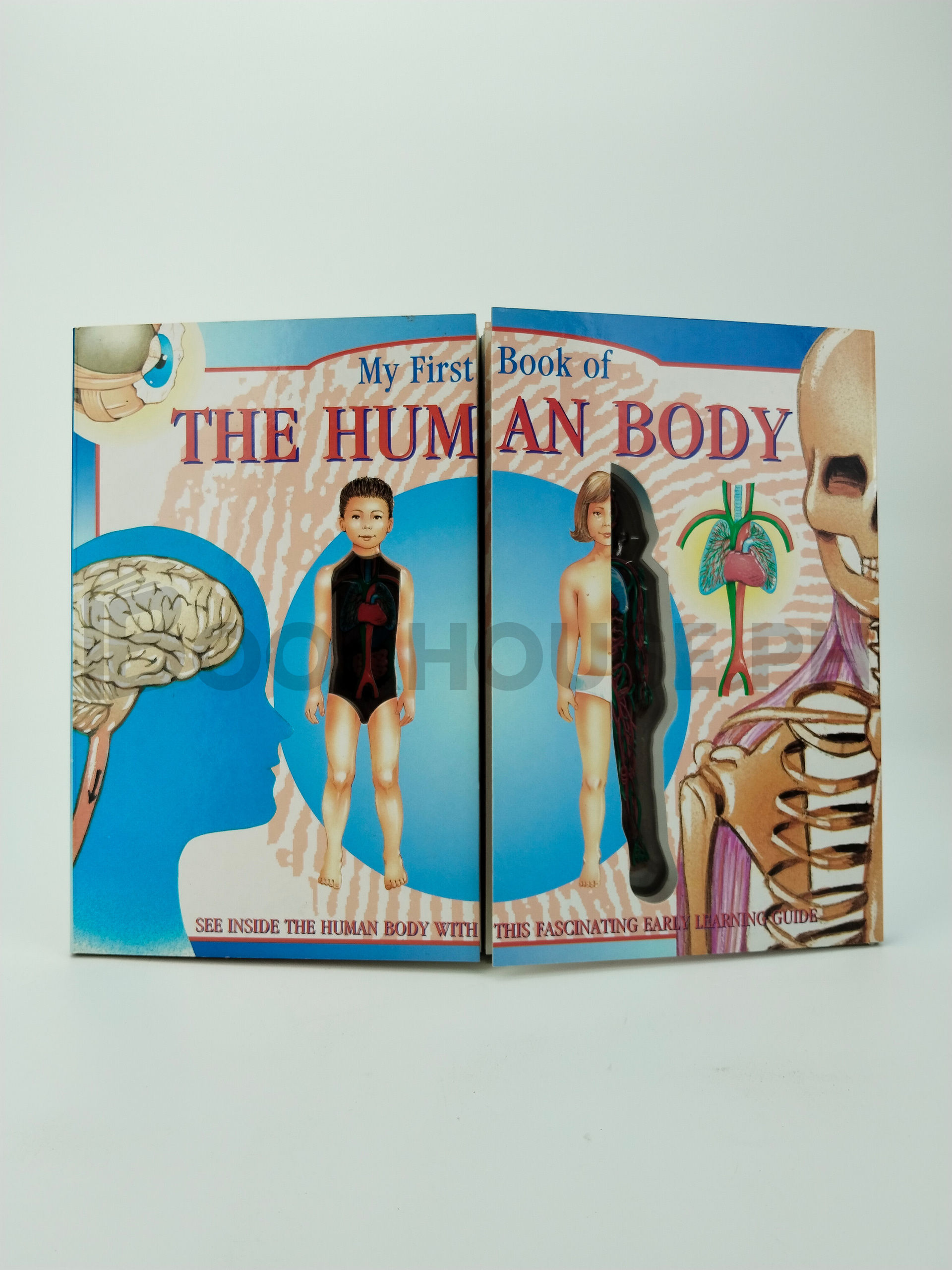 My First Book Of The Human Body by Grandreams Books, Incorporated, Grandreams Limited