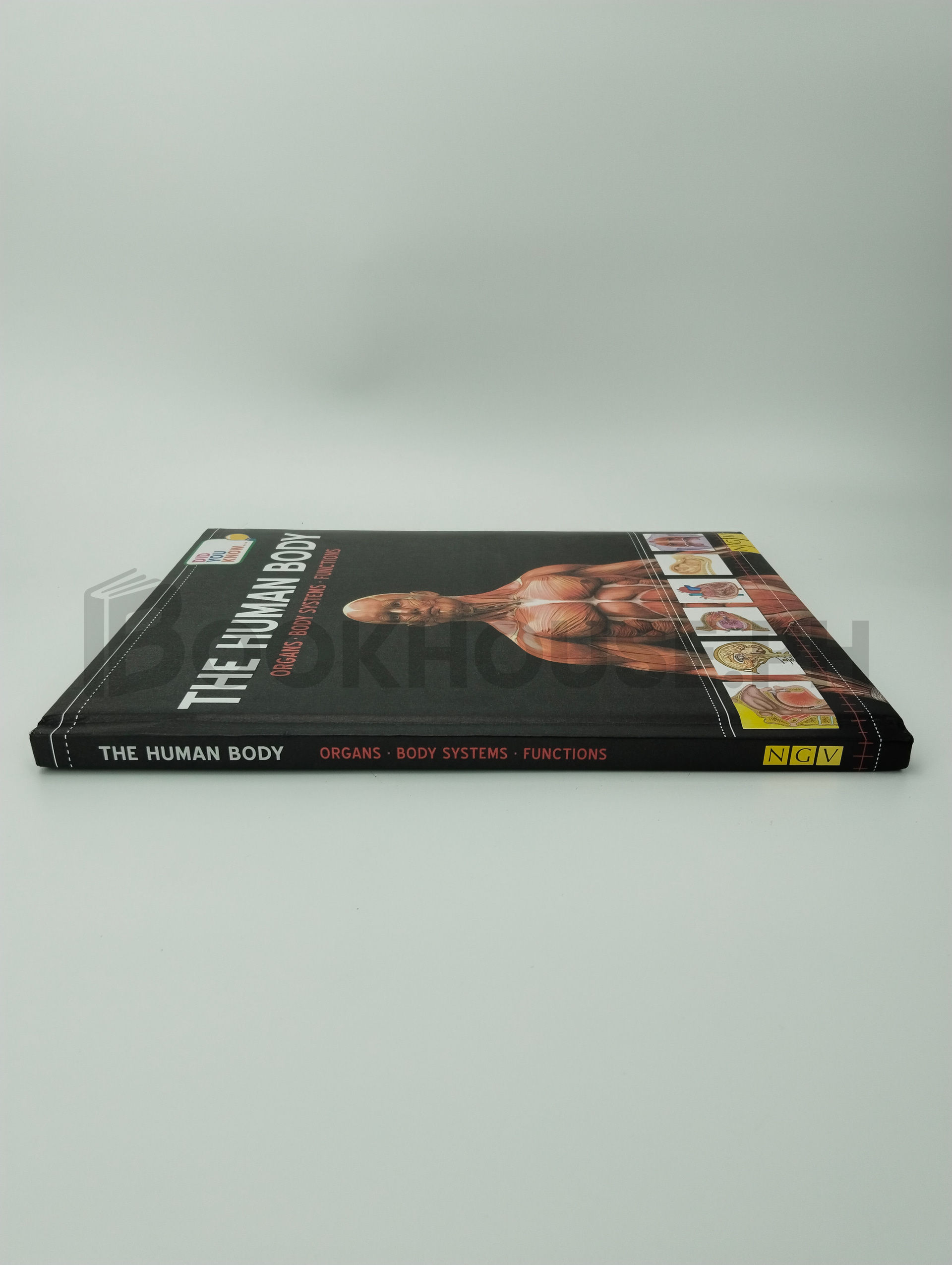 The Human Body Organs, Body System, Functions by Ngv - Image 3