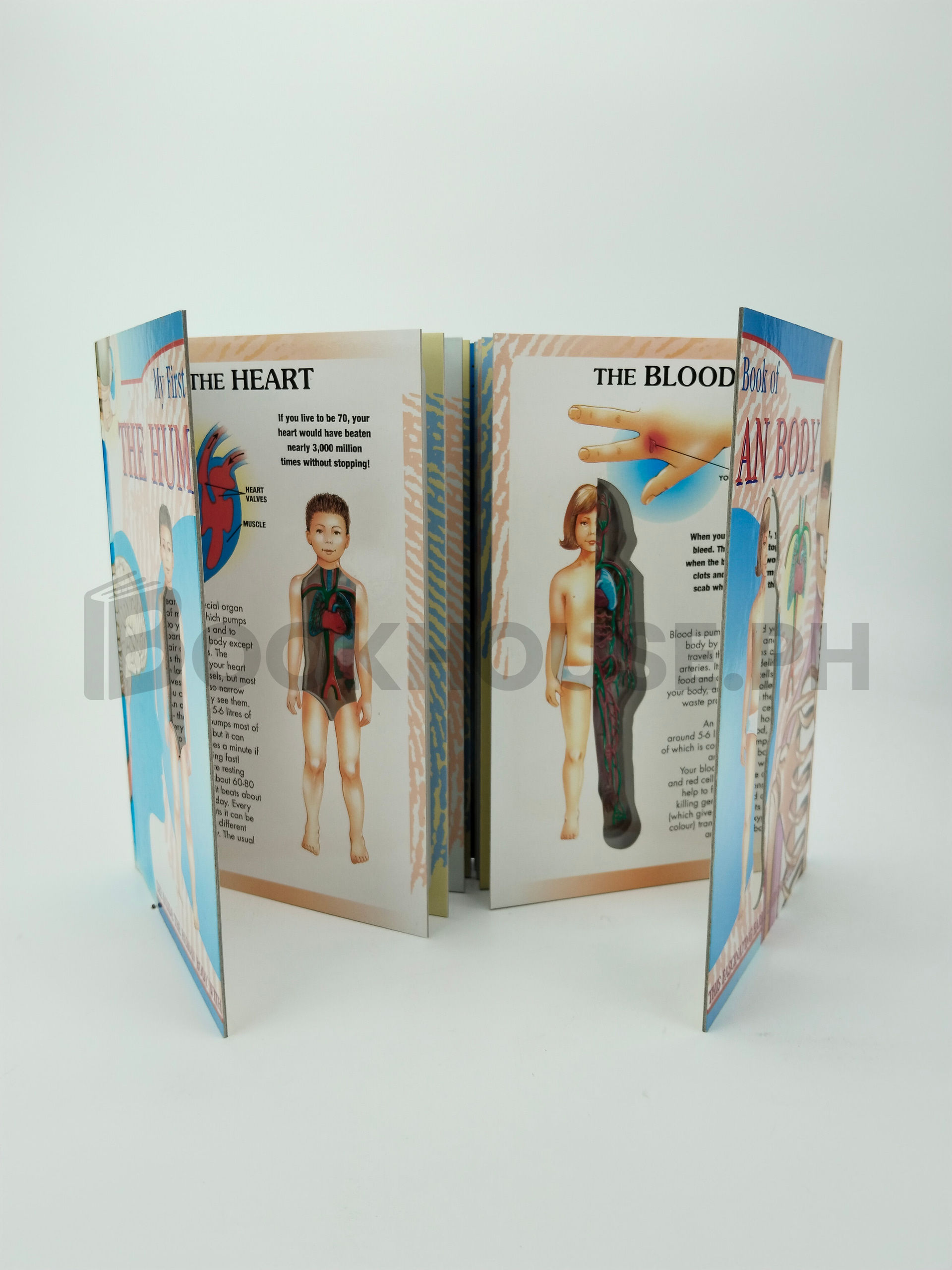 My First Book Of The Human Body by Grandreams Books, Incorporated, Grandreams Limited - Image 5