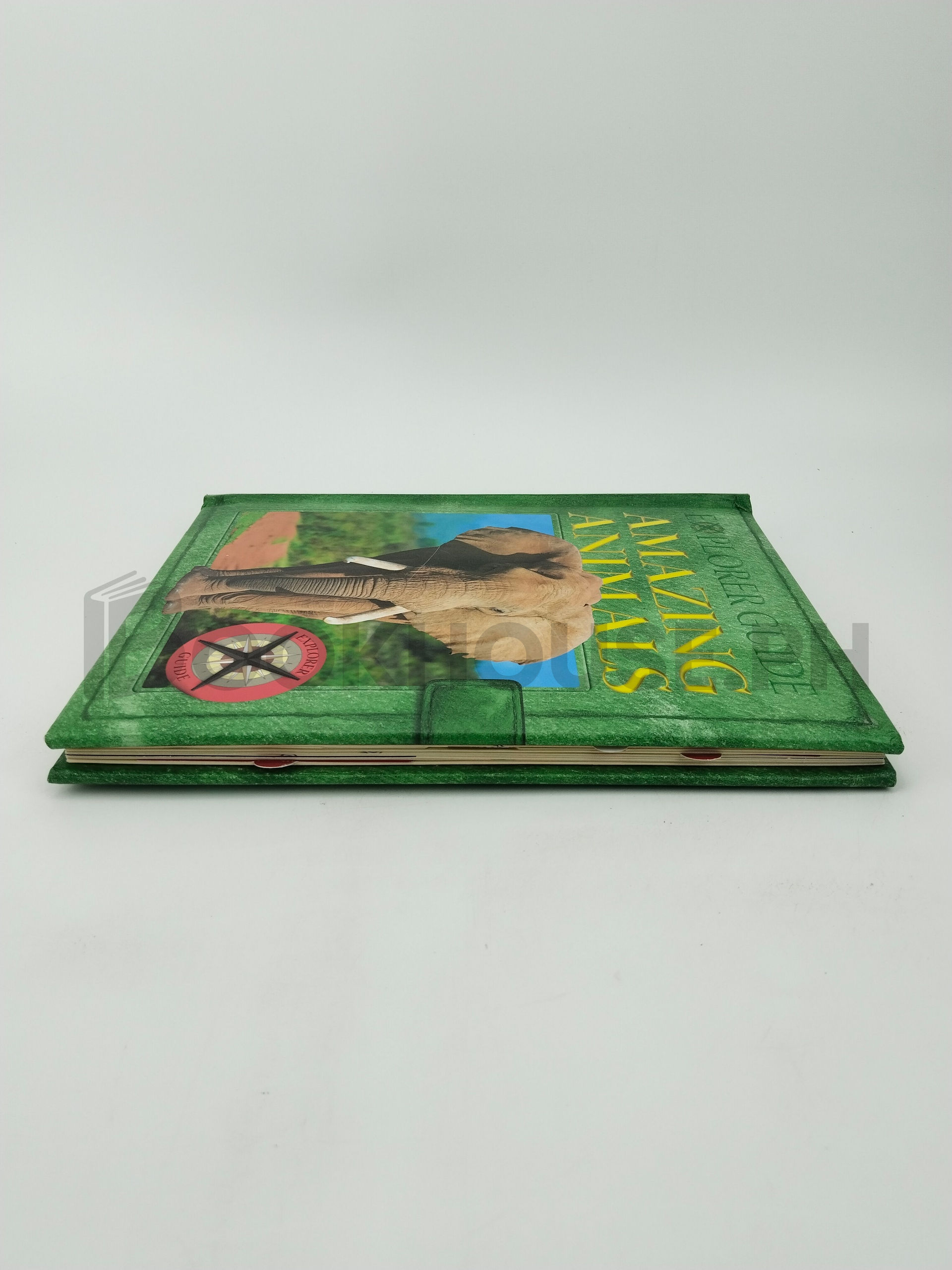 Explorer Guide Amazing Animals by Yoyo Books - Image 4