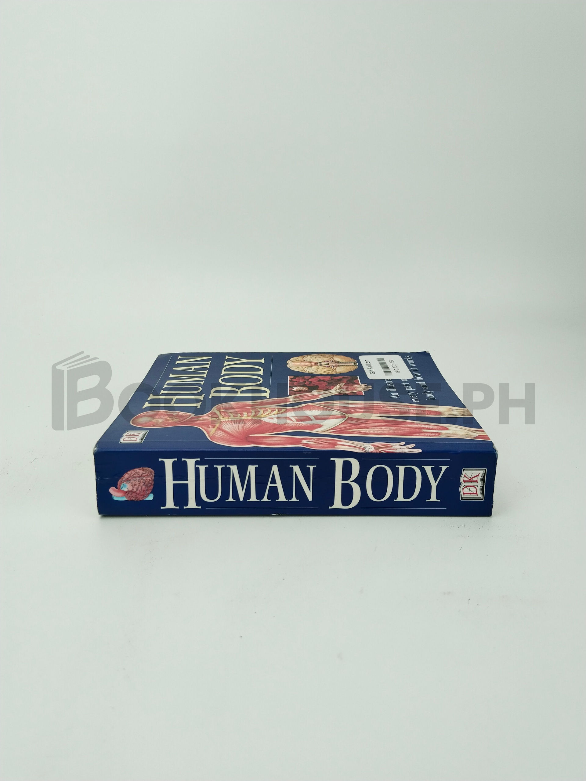Human Body by Ann Baggaley - Image 3