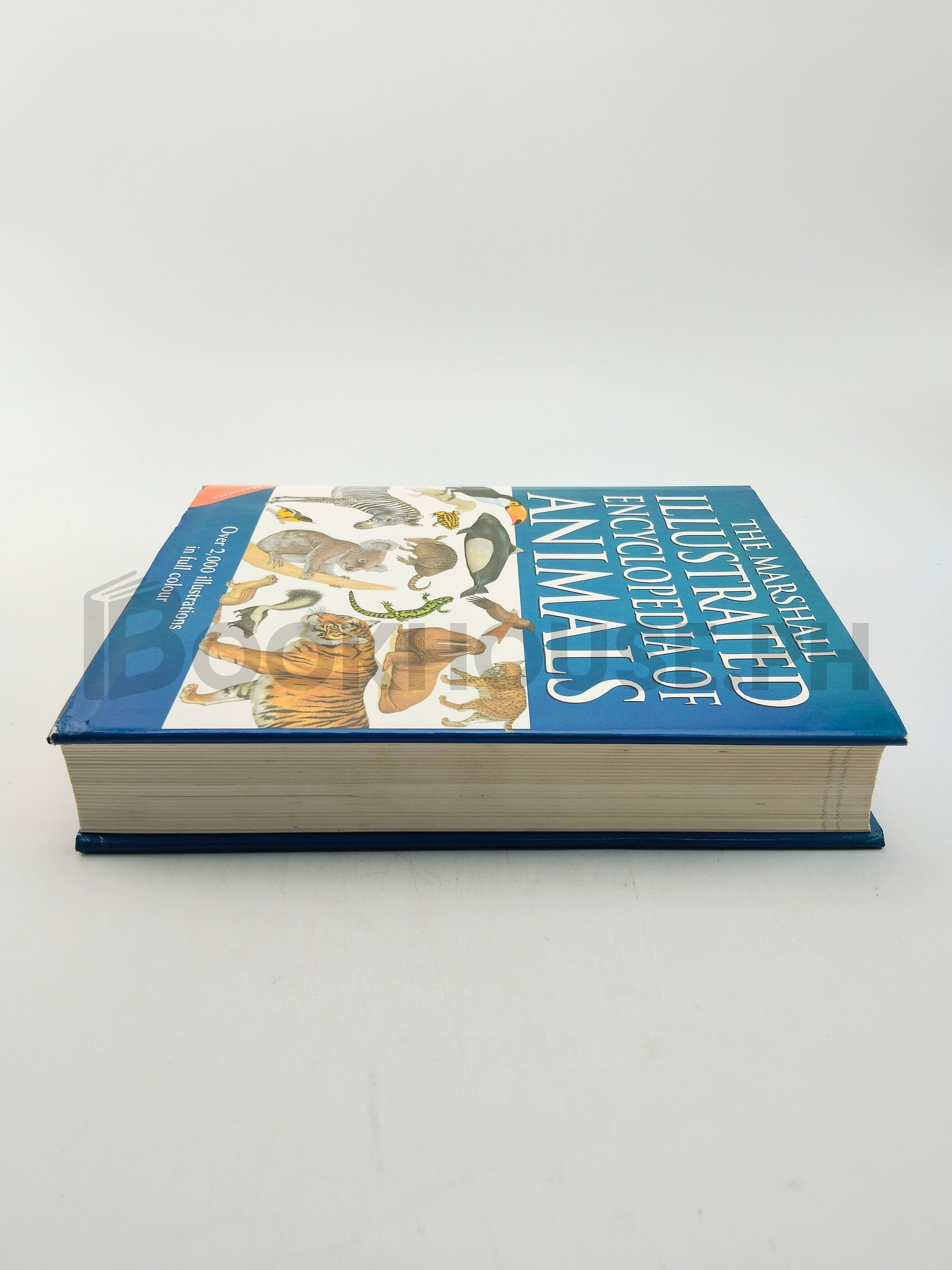 The Marshall Illustrated Encyclopedia Of Animals by Philip Whitfield - Image 4