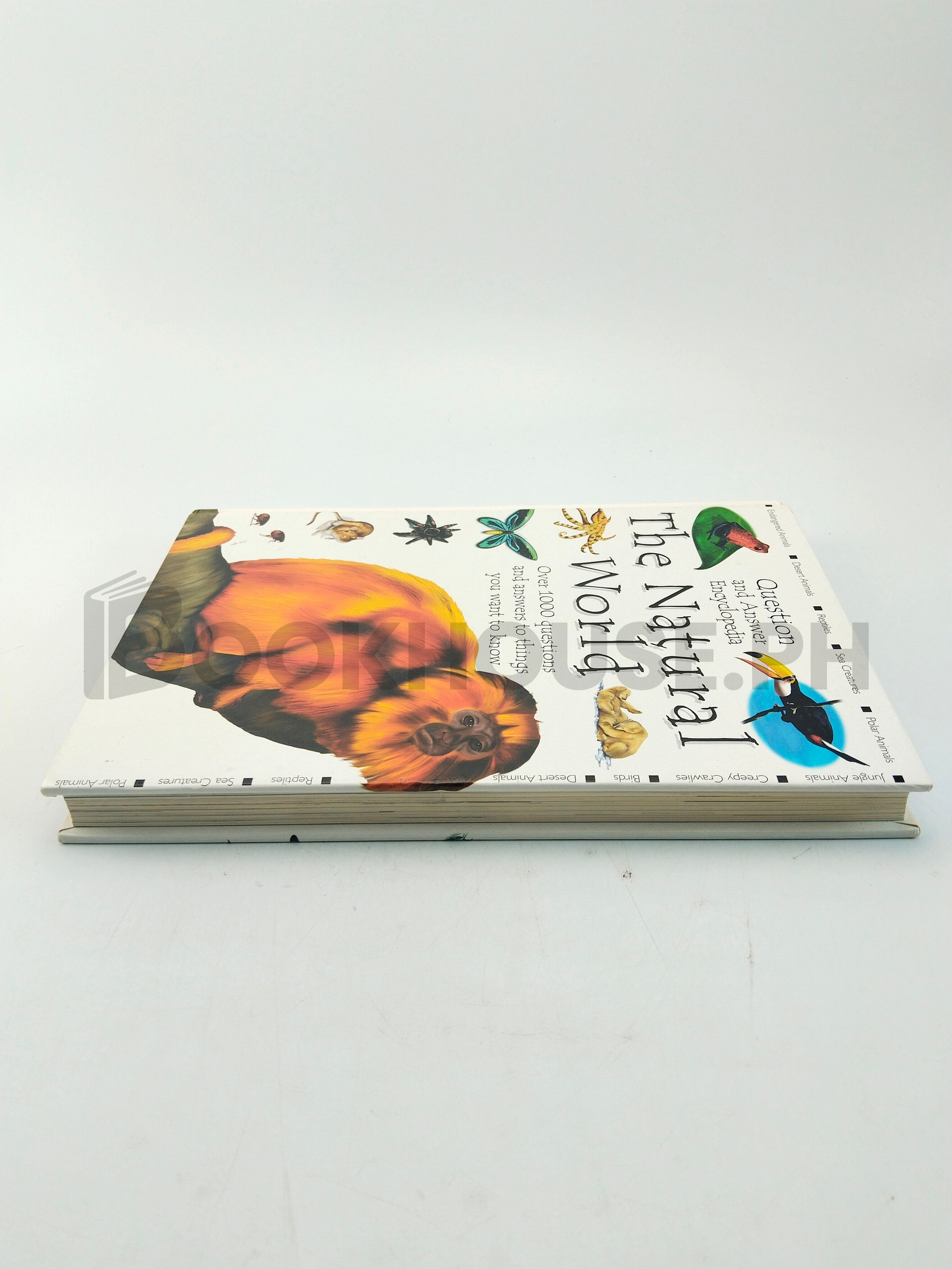 Q & A Natural World by Parragon Queen Street House - Image 4