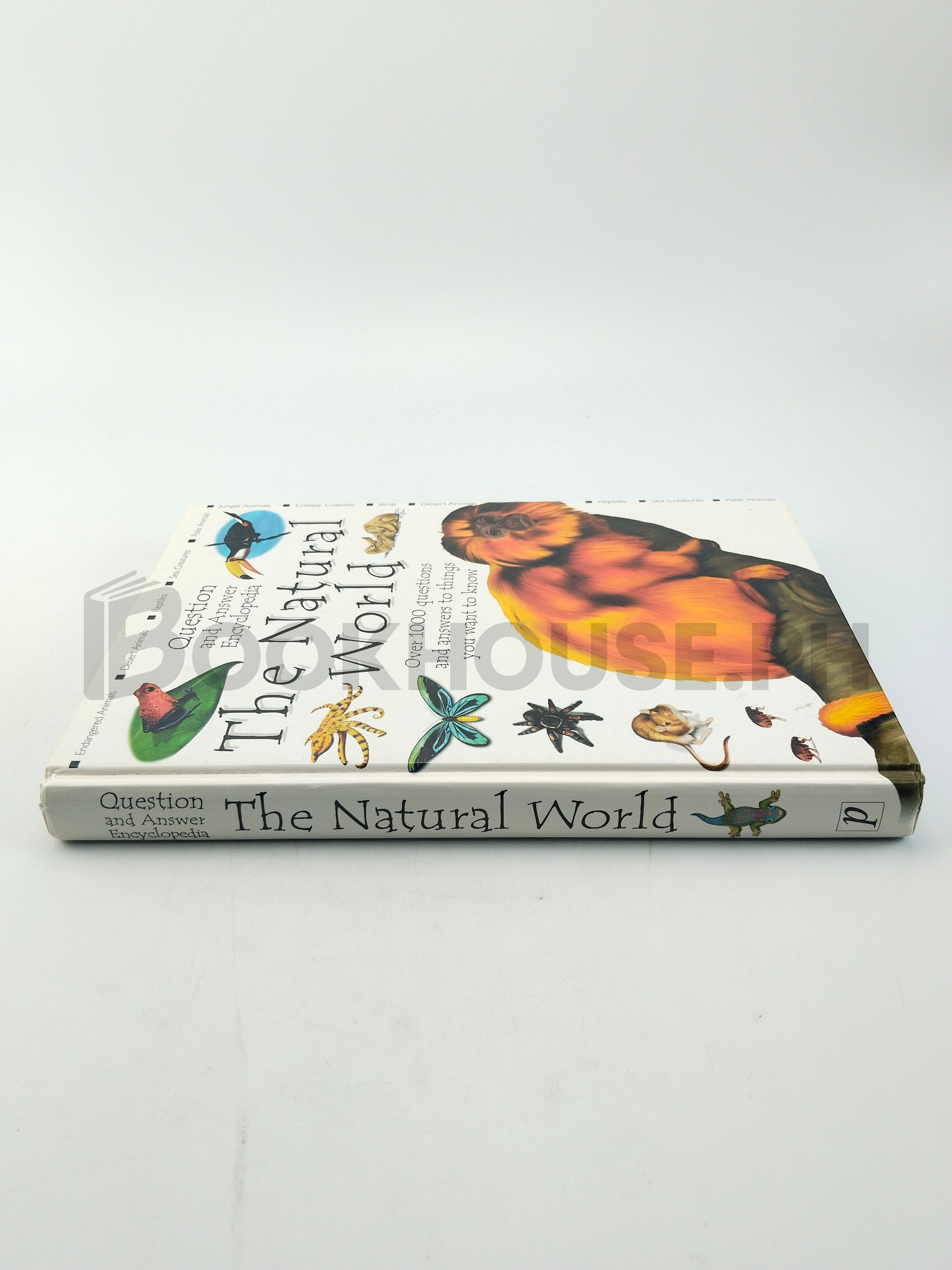 Q & A Natural World by Parragon Queen Street House - Image 3