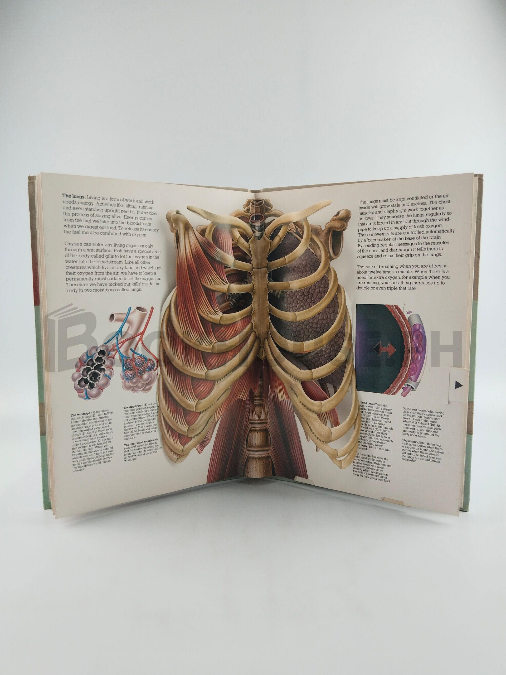 The Human Body by Jonathan Miller And David Pelham - Image 5