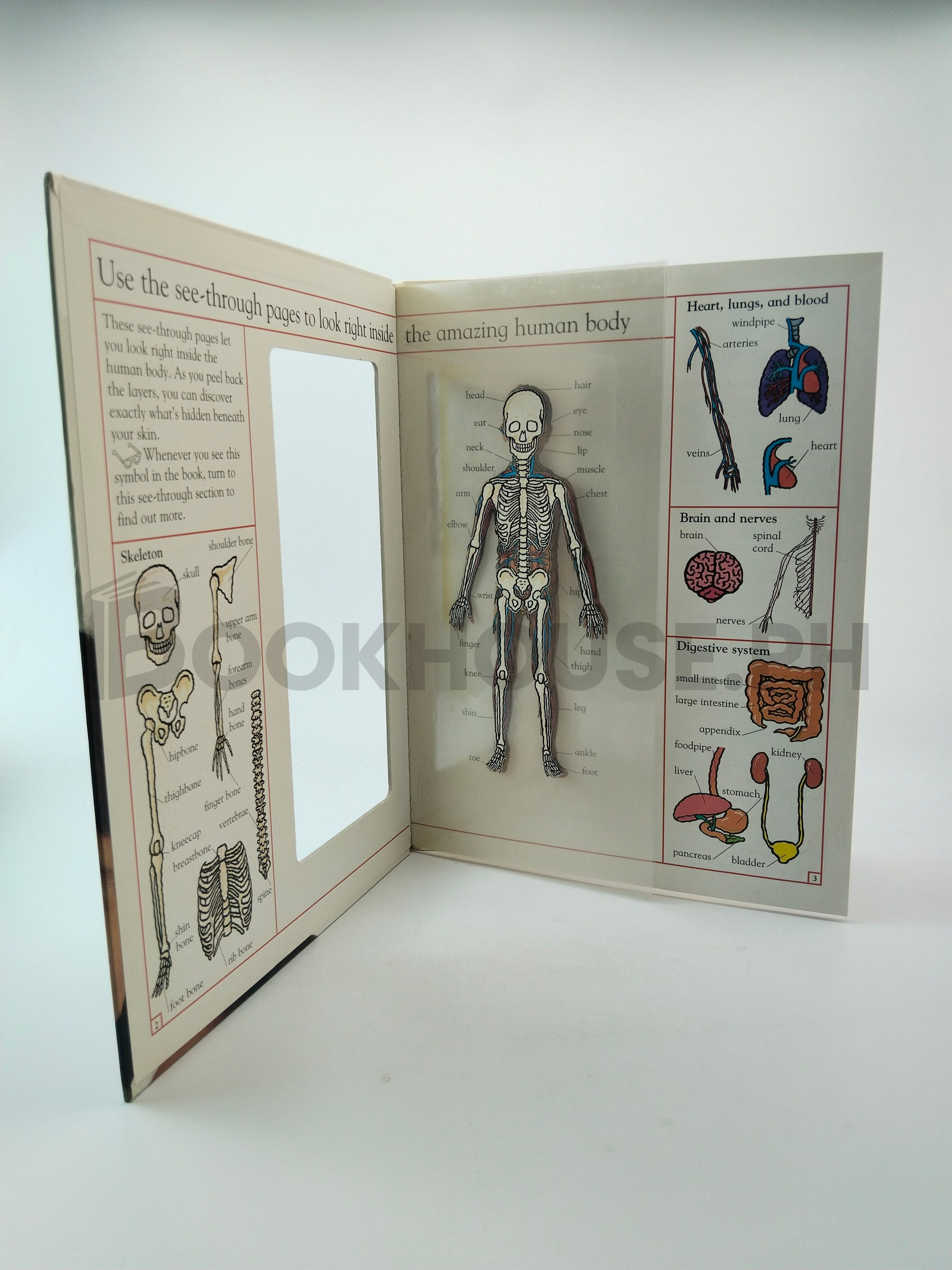 My First Body Book by Melanie Rice - Image 5