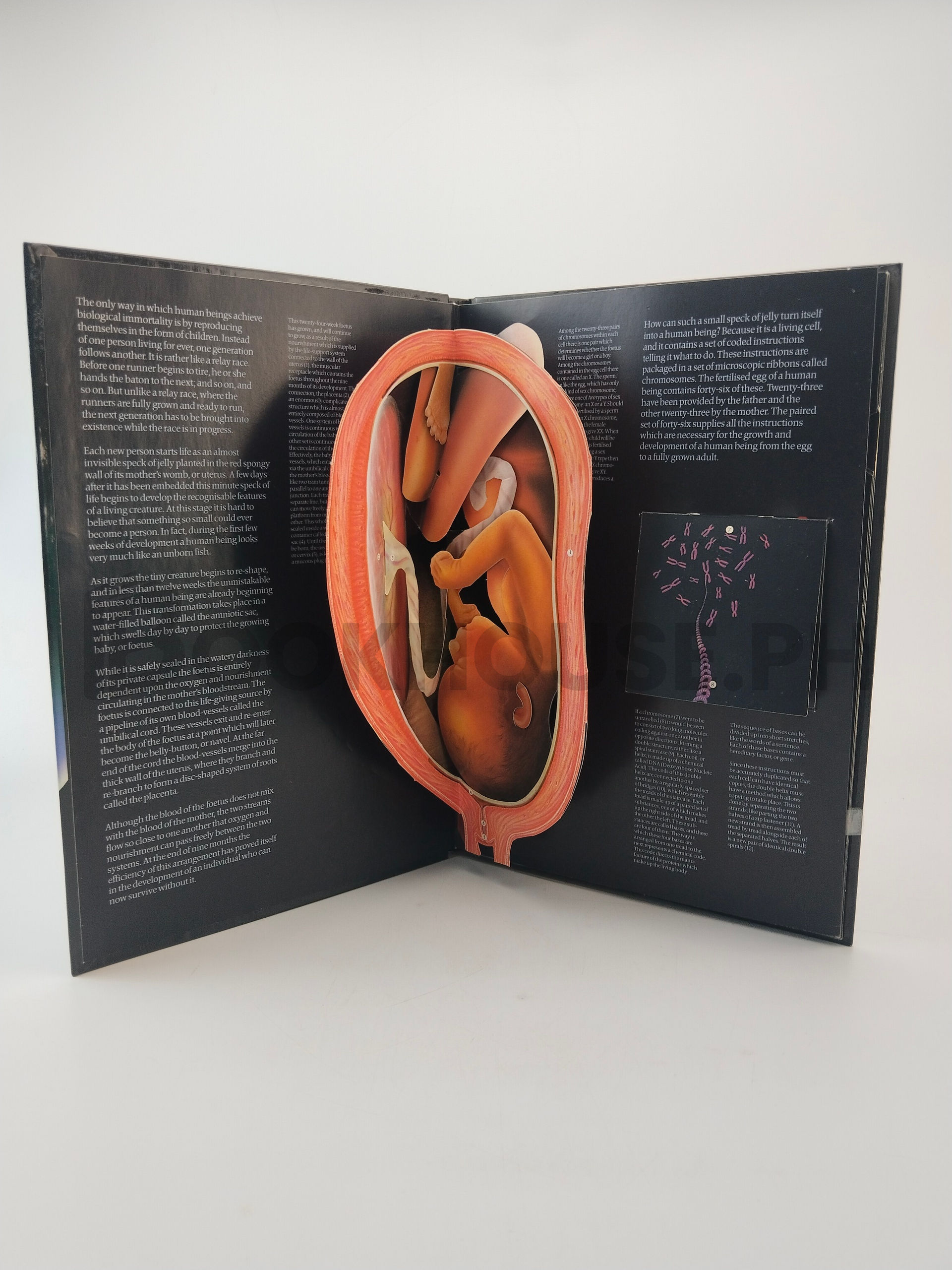 The Facts Of Life by Jonathan Miller And David Pelham - Image 5