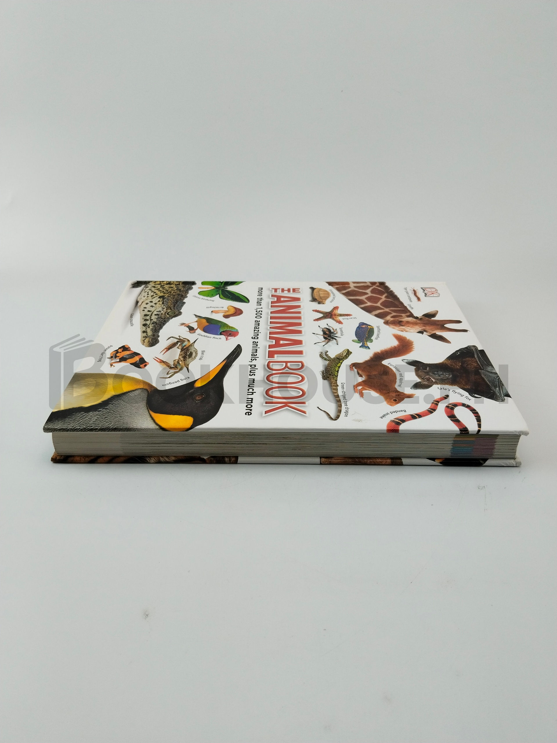 The Animal Book by Dk - Image 4