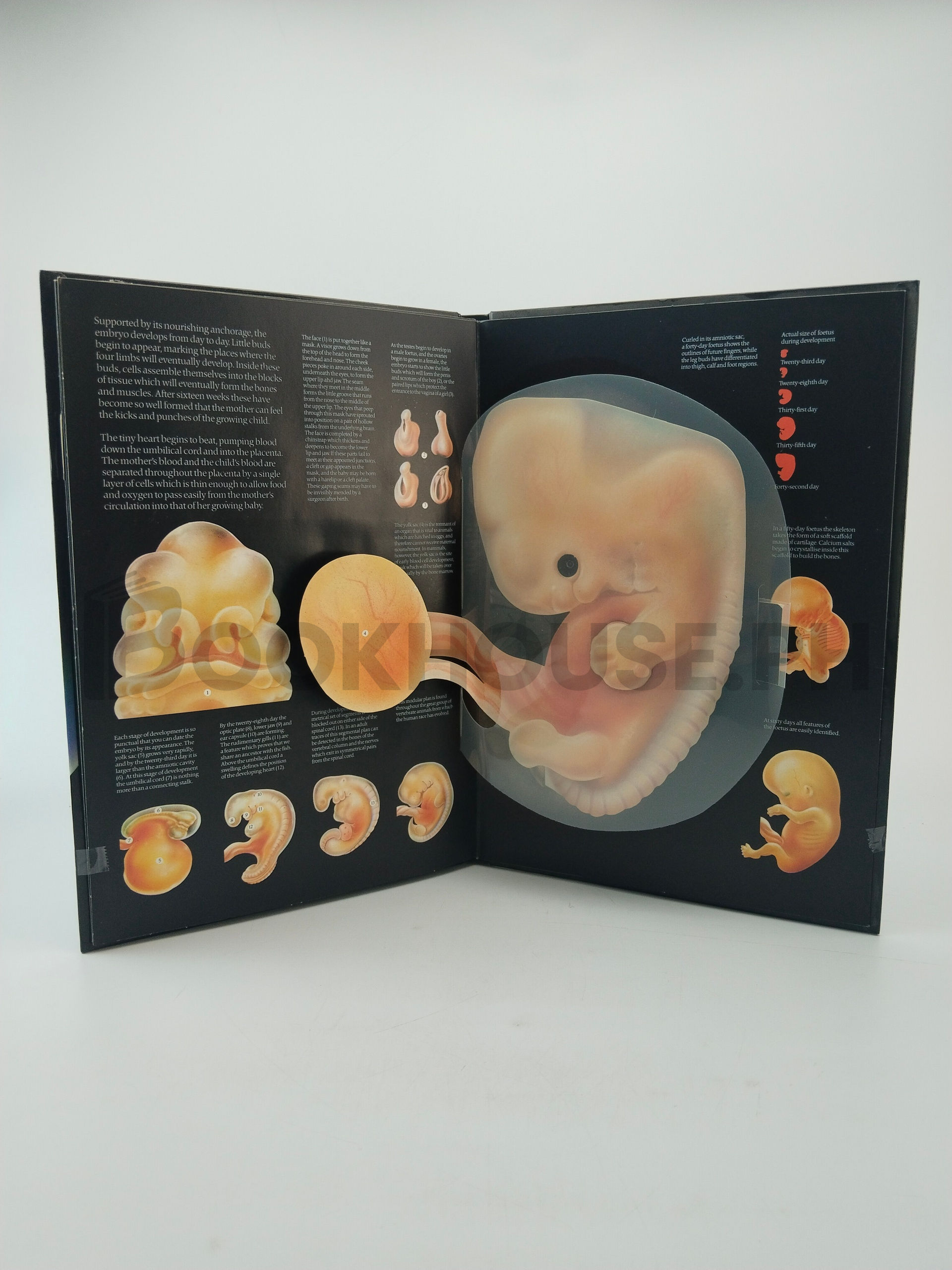 The Facts Of Life by Jonathan Miller And David Pelham - Image 6